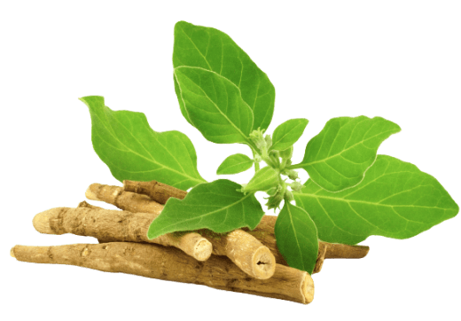 Creative & Focus + Antistress & Relax Complex - Creative & Focus + Antistress & Relax